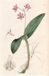 Dendrobium kingianum de Miss Drake